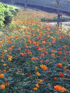IMG_4331.JPG