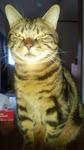 ねこ.jpg