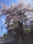 桜.jpg.jpg